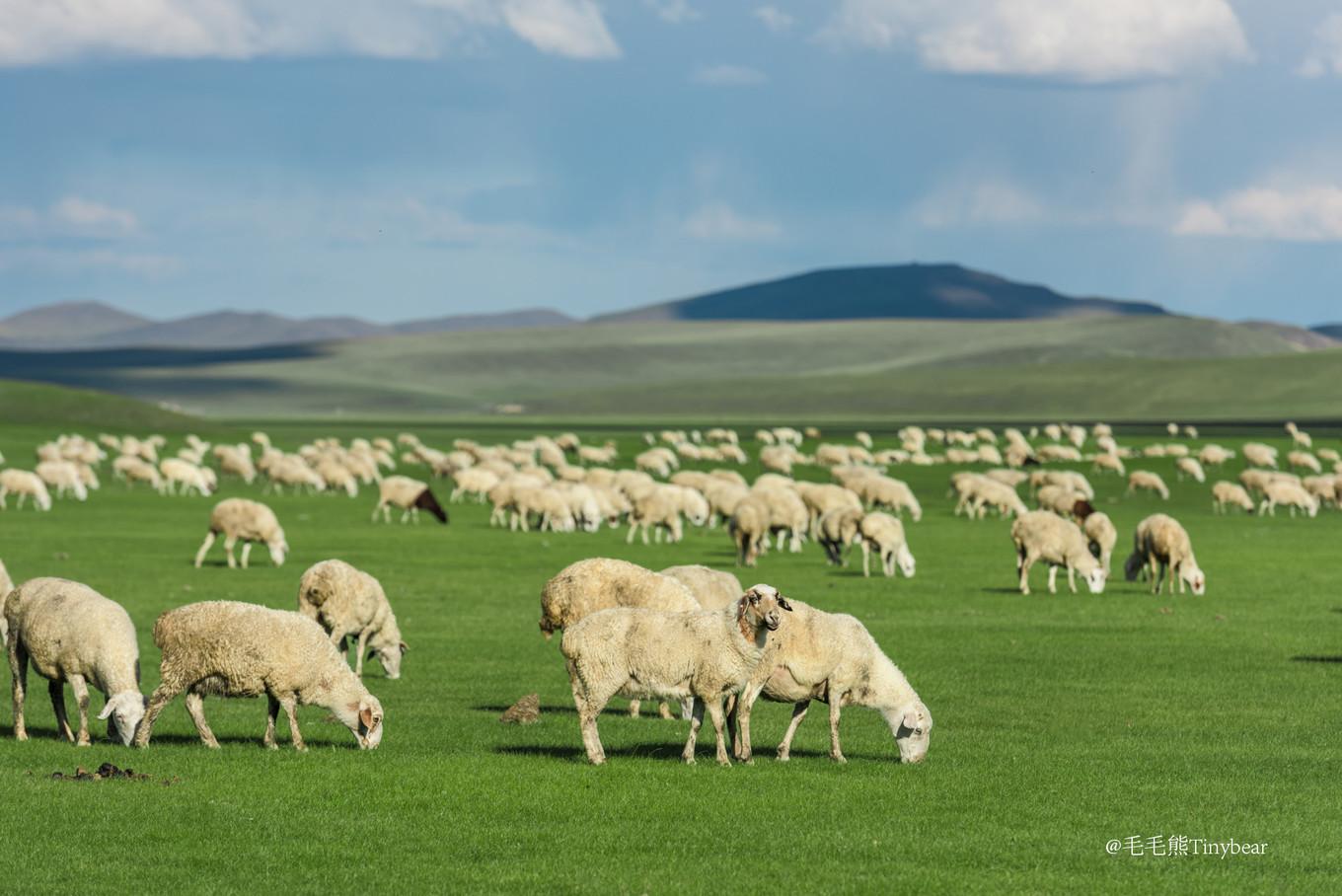 呼伦贝尔,草原生态与民族文化的和谐共生